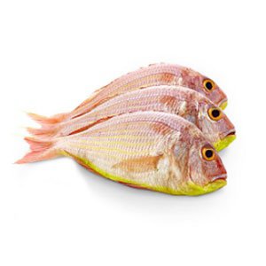 PINK PERCH (இளஞ்சிவப்பு பெர்ச் மீன்)