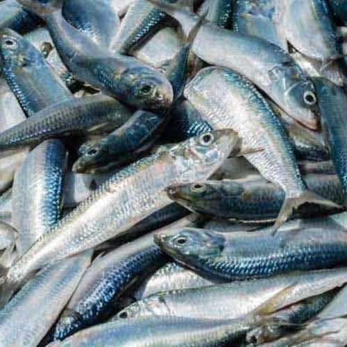 KAVALAI / CONCERN FISH - கவலை மீன்