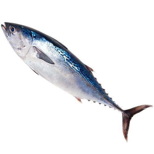 SOORAI / TUNA சூரை