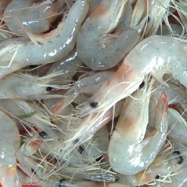 PRAWN MEDIUM இறால் (70 Qty.)