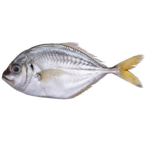 PAARAI (7-10 fishes) பாரை மீன்