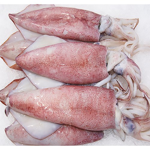 SQUID / KANAVAI கனவா மீன்