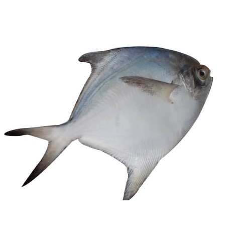 WHITE POMFRET வௌவால் மீன்