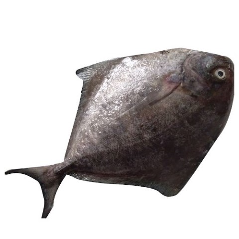 BLACK POMFRET  கருப்பு வவ்வால்