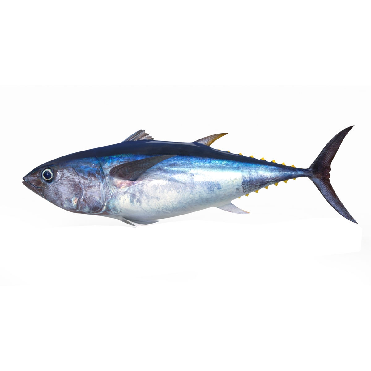 YELLOW FIN TUNA (BONE LESS )மஞ்சள் துடுப்பு டுனா